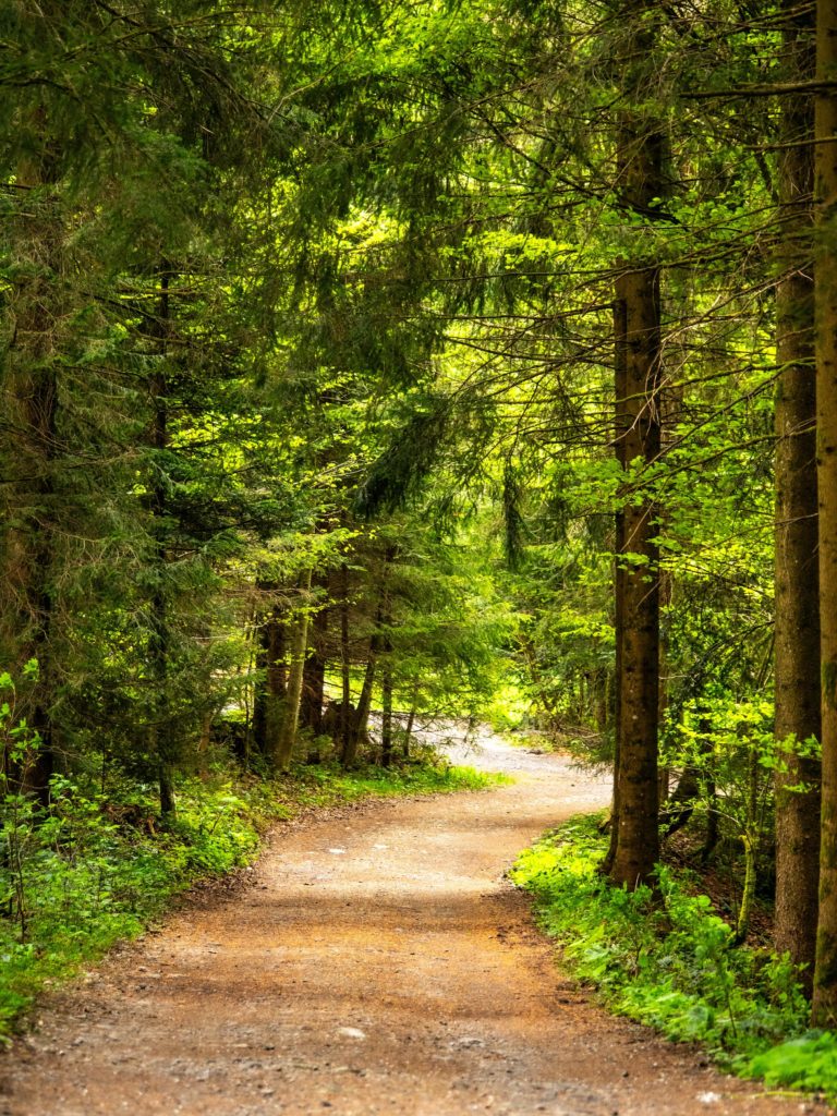 Reiki chemin de vie foret